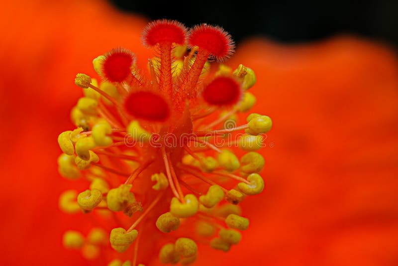 Immagine macro del disegno di un fiore di ibisco. In questa macro viene mostrata una piastra di filigrana gialla e rossa è un dettaglio di un fiore di ibisco rosso
