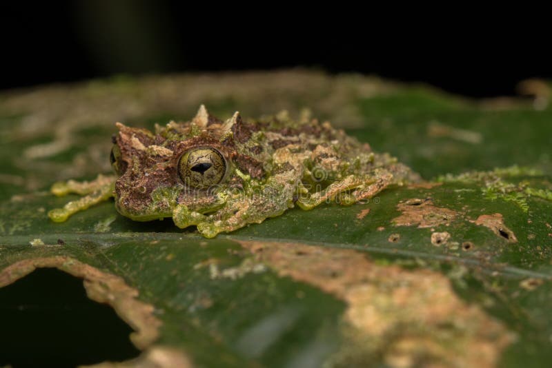 Macro Image of Mossy Tree Frog: Rhacophorus everetti. Sabah, Borneo. Taken at night , Adorable cute mossy tree frog of Borneo. Macro Image of Mossy Tree Frog: Rhacophorus everetti. Sabah, Borneo. Taken at night , Adorable cute mossy tree frog of Borneo