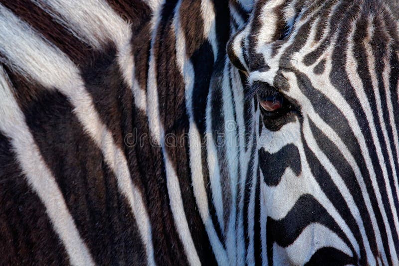 Immagine monocromatica dell'il fronte della zebra di un Grevy, grande occhio nelle strisce in bianco e nero, ritratto animale del immagini stock libere da diritti