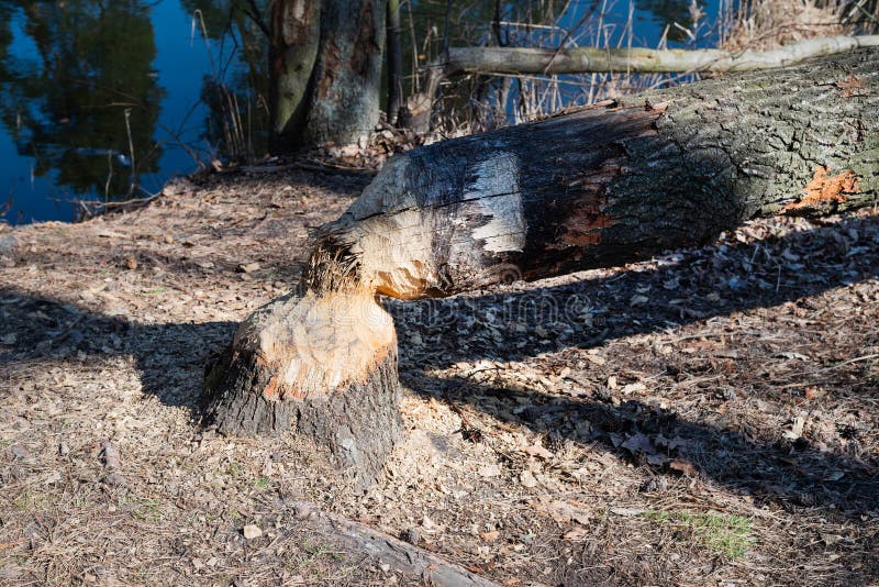 Blurred image of a fallen tree damaged by beavers.Beaver's work. Blurred image of a fallen tree damaged by beavers.Beaver's work