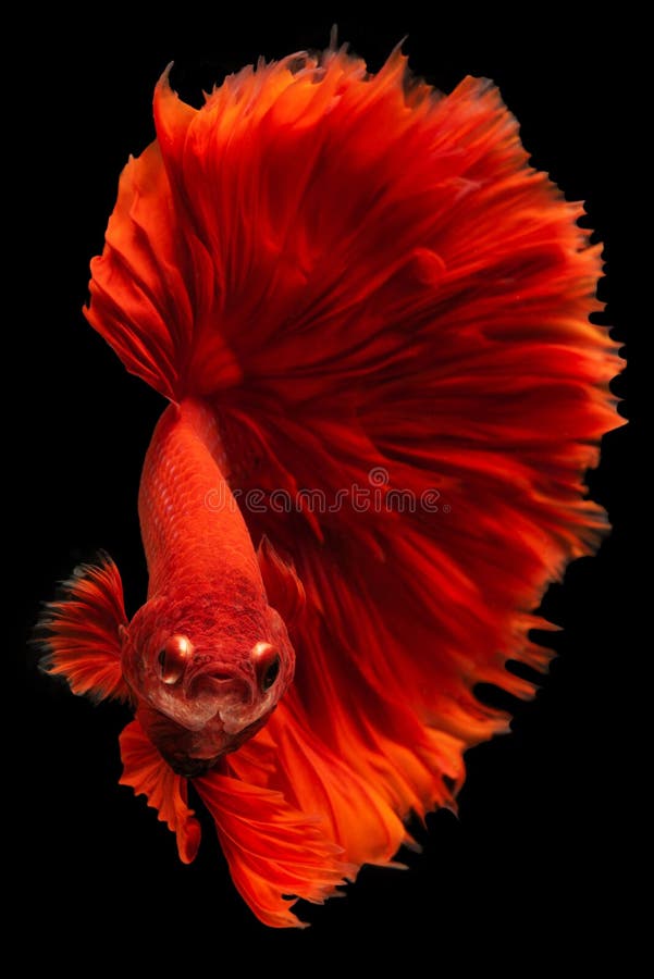 Immagine verticale di un pesce rosso chiaro di betta sventolato graziosamente attraverso l'acqua le pinne che scorrono come seta v fotografia stock
