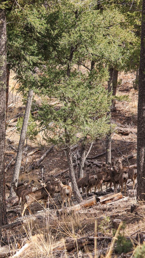 Immagine verticale di una mandria di cervi in una foresta tranquilla fotografia stock libera da diritti