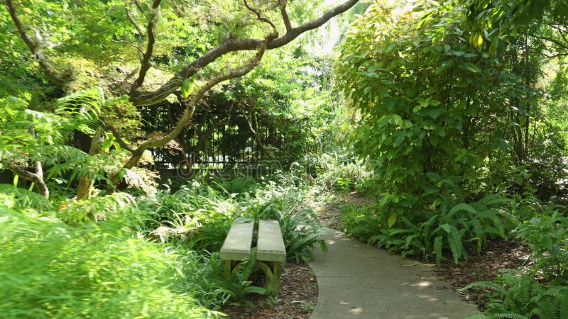 Immagini di un bellissimo paesaggio estivo nel giardino botanico di miami con alberi verdi di pelo e piante di uno stagno un ponte
