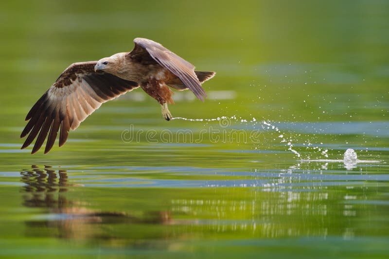 Immature Brahminy Kite Hunting Stock Image Image of fishing, milvus