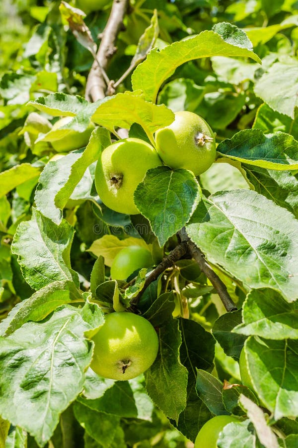 Immature Green Fruits are Apples in the Tree Canopy Stock Photo Image