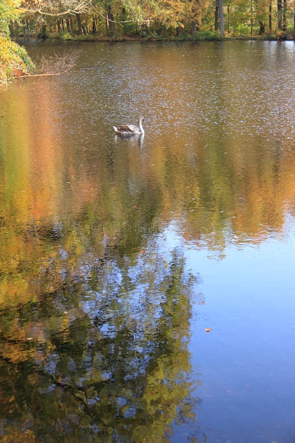 Immature young swan swimming in lake royalty free stock photo Immature young swan swimming in lake royalty free stock photo