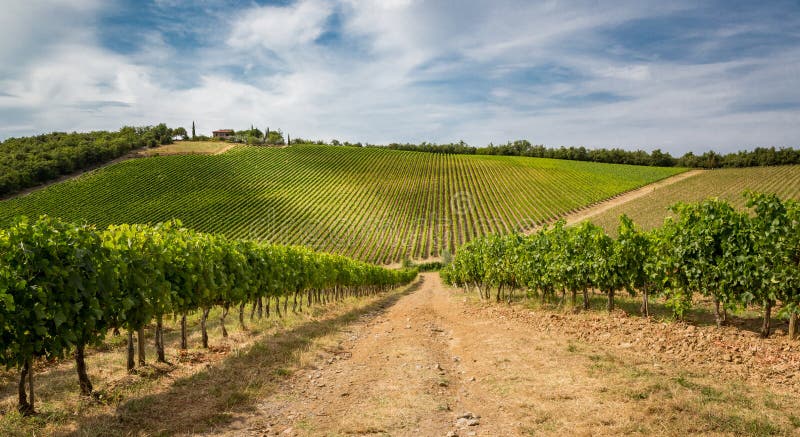 Immenses champs de vignoble en Toscane, Italie