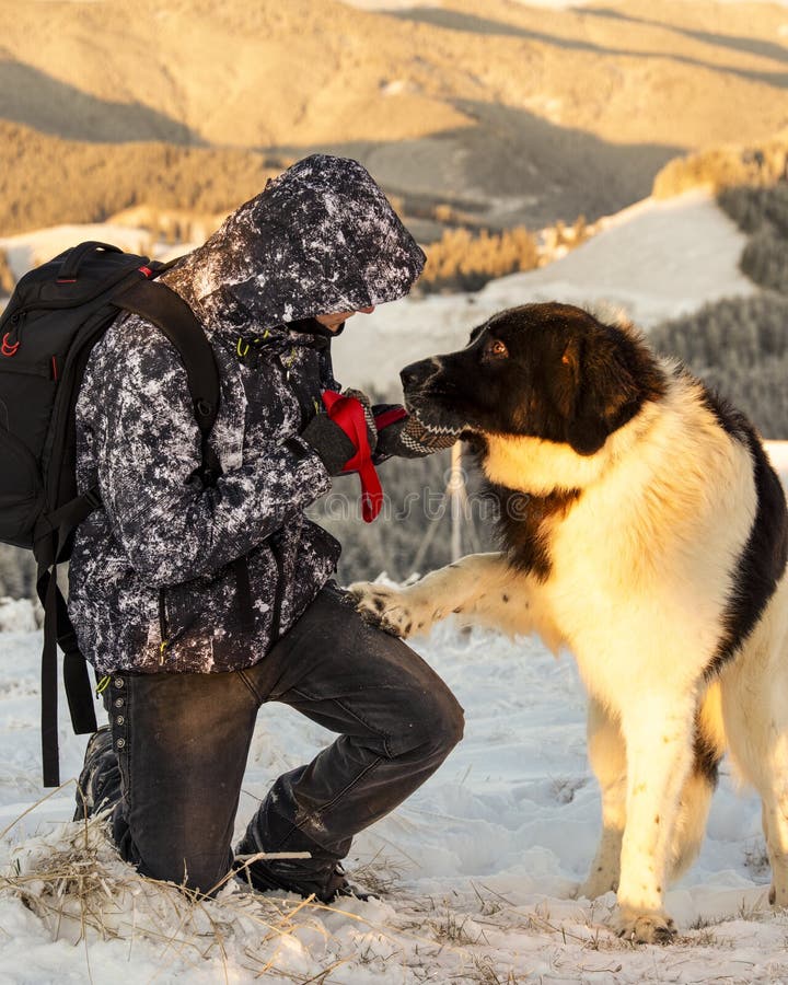 Immer Der Beste Freund Des Menschen Stockfoto Bild von haustier, hund 169525382