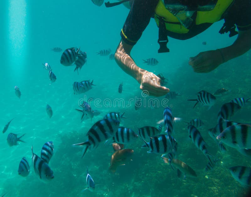 Immergersi pesce d'alimentazione giapponese nel mare fotografia stock libera da diritti Immergersi pesce d'alimentazione giapponese nel mare fotografia stock libera da diritti
