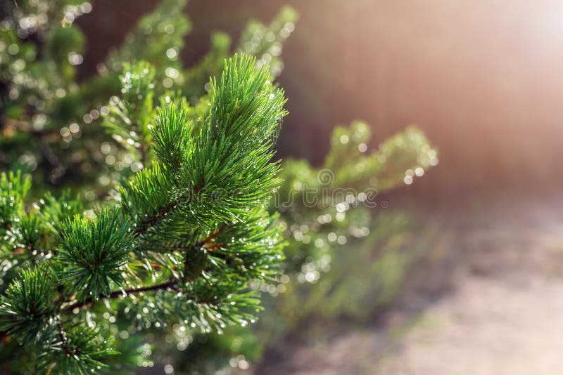 Immergrüne Kieferniederlassung im warmen Morgenlicht Nahaufnahmekoniferenbaumnadel mit Spinnennetz im Sonnenaufgang Schönes frisc lizenzfreie stockbilder