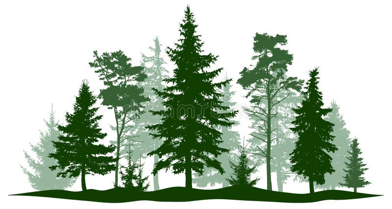Immergrüne Waldkiefer, Baum lokalisiert Park, Gasse Weihnachtsbaum Auch im corel abgehobenen Betrag vektor abbildung