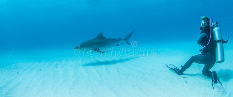 Adesivi Per Immersioni Subacquee Diver Down Shark Adesivo