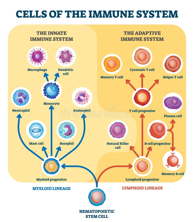 Immune System Stock Illustrations – 19,917 Immune System Stock  Illustrations, Vectors & Clipart - Dreamstime