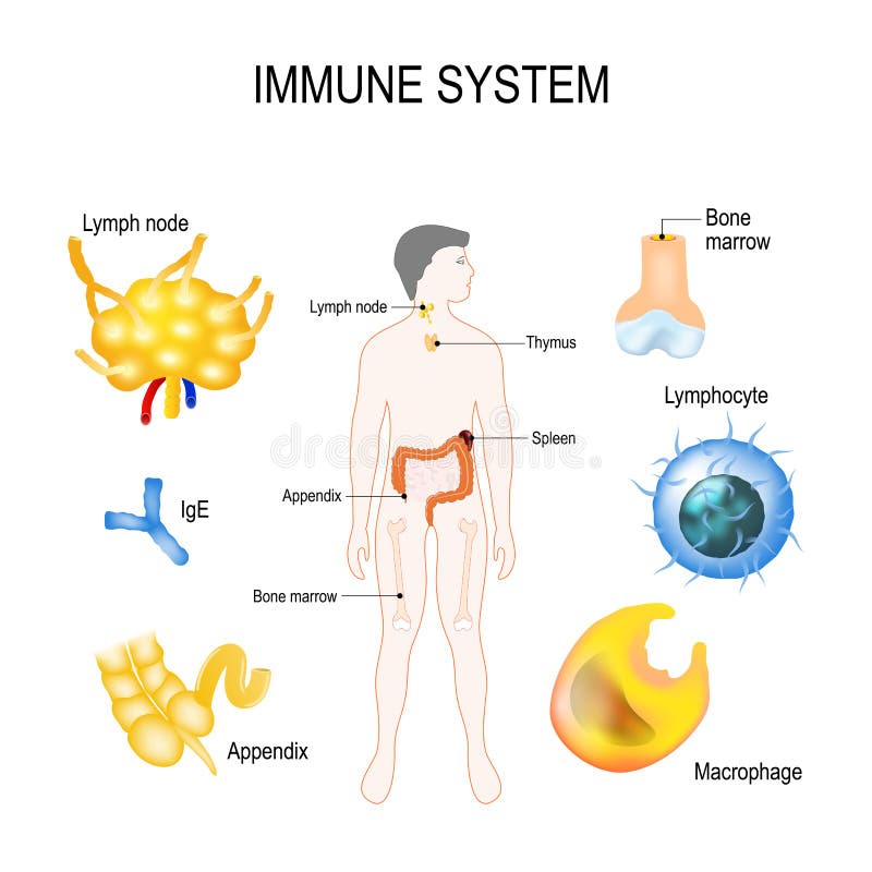 Immune System Stock Illustrations – 19,917 Immune System Stock Illustrations, Vectors & Clipart - Dreamstime Immune System Stock Illustrations – 19,917 Immune System Stock Illustrations, Vectors & Clipart - Dreamstime