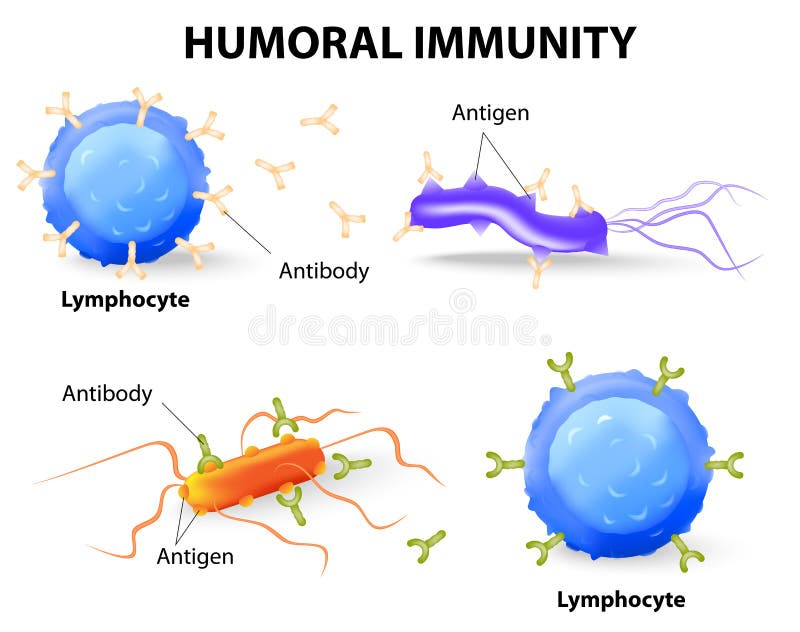 Immunità umorale. Linfocita, anticorpo ed antigene illustrazione di stock Immunità umorale. Linfocita, anticorpo ed antigene illustrazione di stock