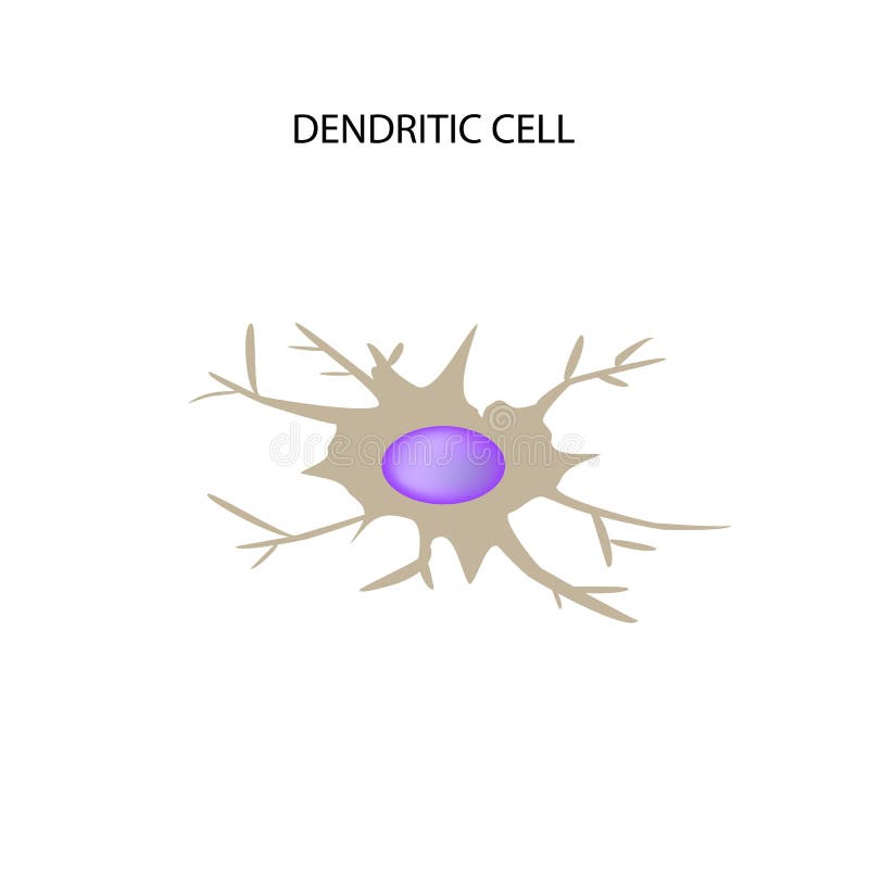 Immunité dendritique de cellules Infographie Illustration de vecteur sur le fond d'isolement illustration de vecteur Immunité dendritique de cellules Infographie Illustration de vecteur sur le fond d'isolement illustration de vecteur