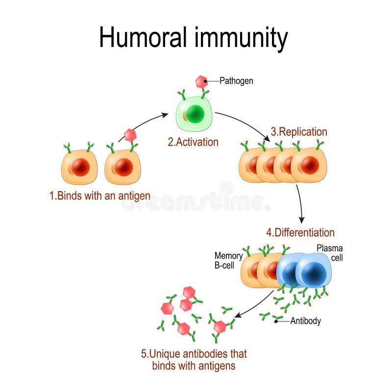 Immunité humorale immunité anticorps-négociée Viruse, lymphocyte, anticorps et antigène Diagramme de vecteur pour éducatif, biolo