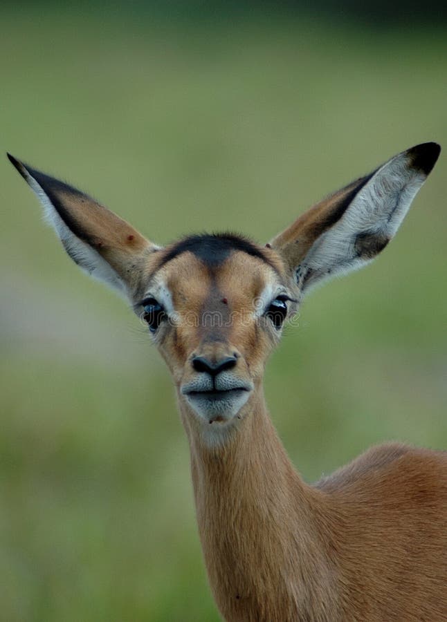 Impala