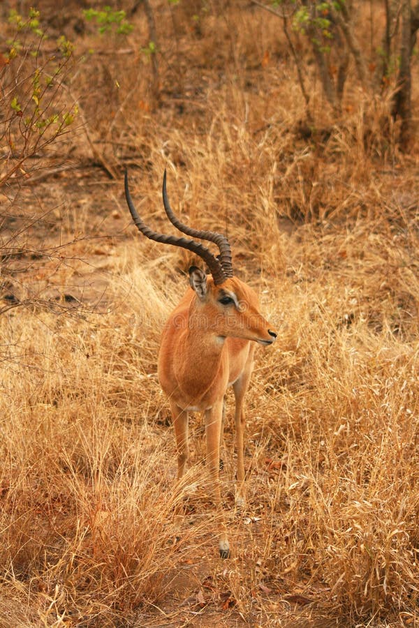 Impala royalty free stock photo Impala royalty free stock photo