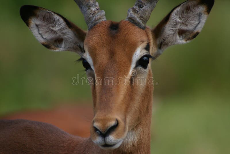 Download Impala immagine stock. Immagine di savanna, selvaggio, kruger - 206599
