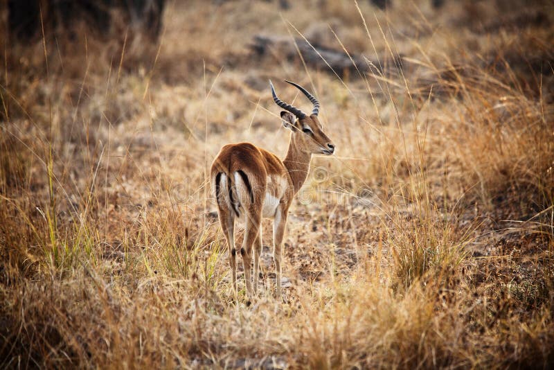 Impala royalty free stock image