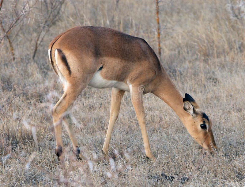 Impala stock photos