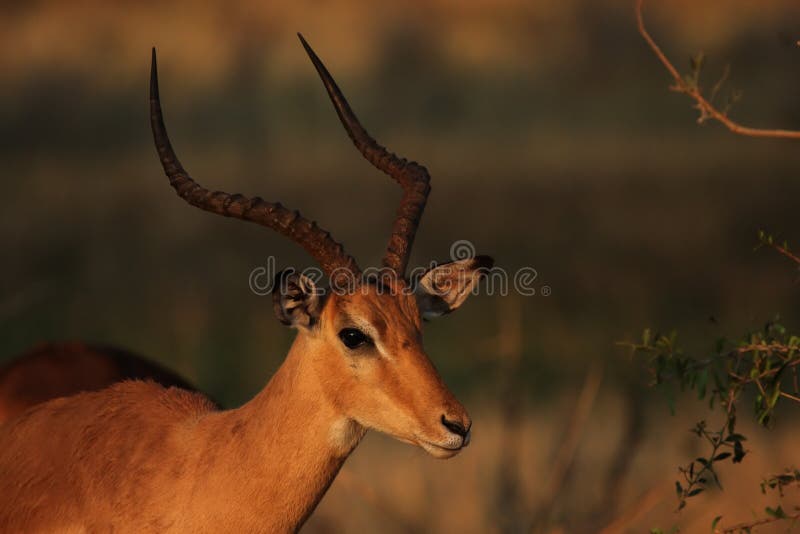 Impala stock image