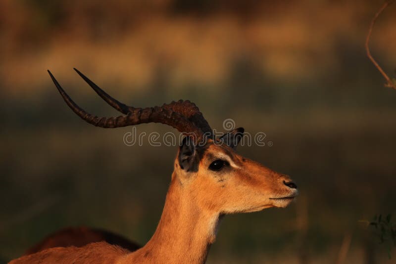 Impala royalty free stock image