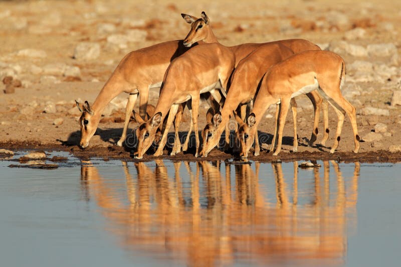 Impala antelopes at waterhole stock images
