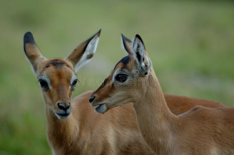 Impala babies