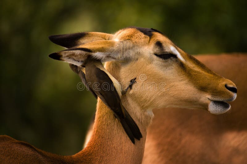 Un Africano Impala con due uccelli pulizia sue orecchie.