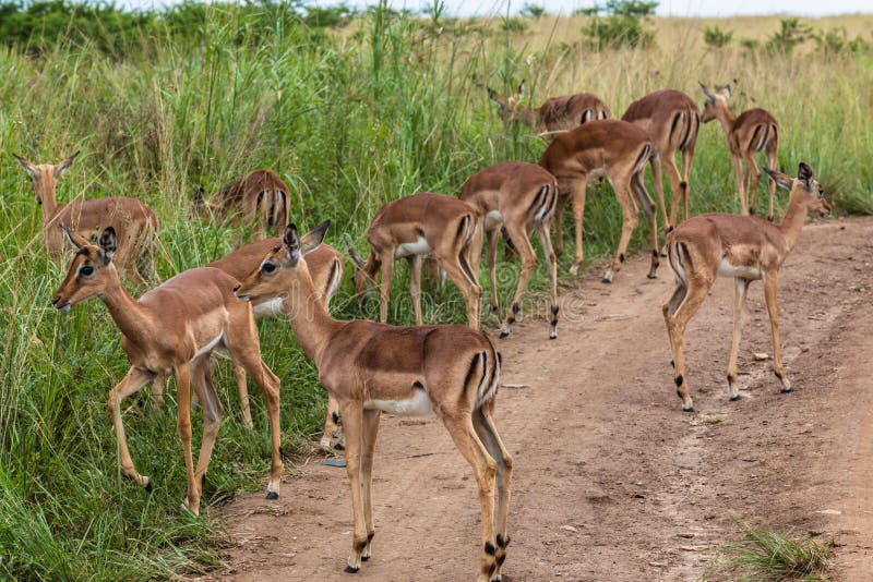 Impala Buck Calfs Wildlife royalty free stock image