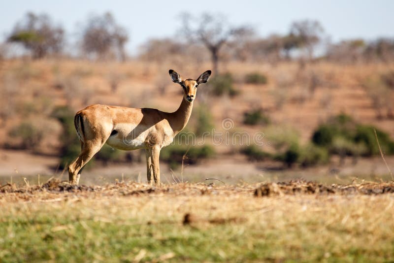 Impala - Chobe N. P. Botswana, Africa stock photography