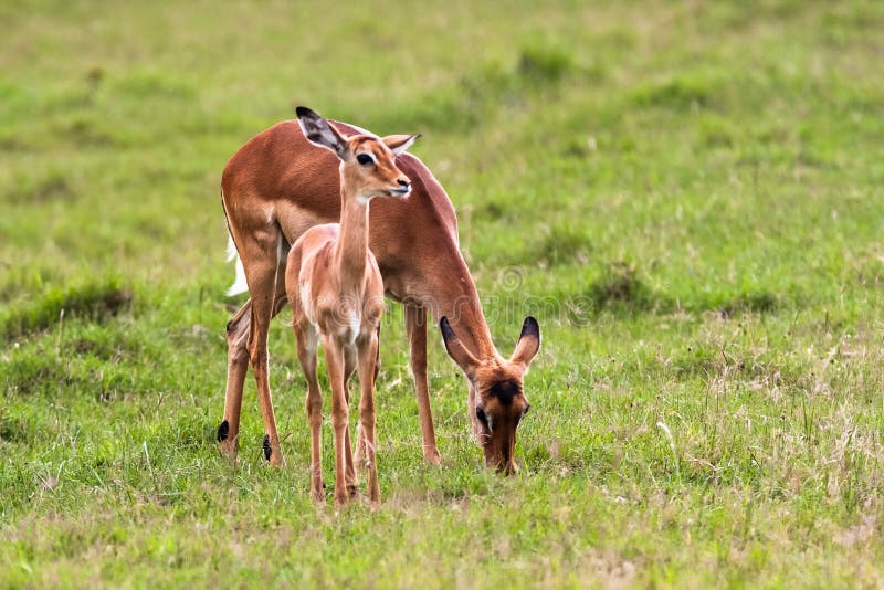 Impala com bebê Nakuru, Kenya fotos de stock royalty free Impala com bebê Nakuru, Kenya fotos de stock royalty free