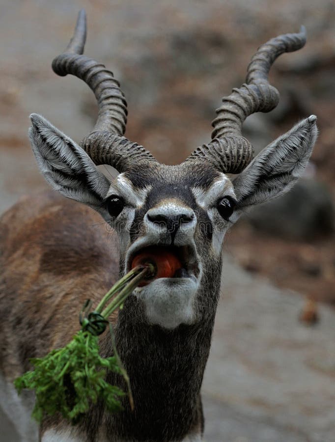 An Impala is Eating Carrots. Stock Photo - Image of outdoor, impala: 197804680 An Impala is Eating Carrots. Stock Photo - Image of outdoor, impala: 197804680