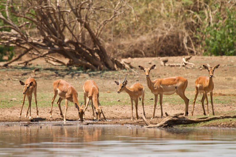 Impala gazelle royalty free stock image