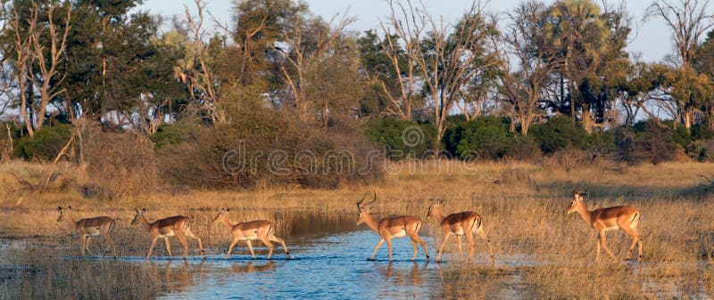 Impala herd stock image