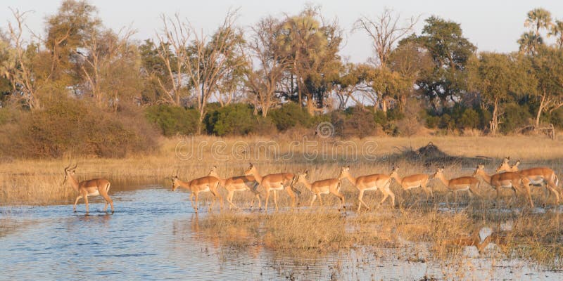 Impala herd on Okavango Delta. Impala herd crossing Okavango Delta, Botswana at sunset.