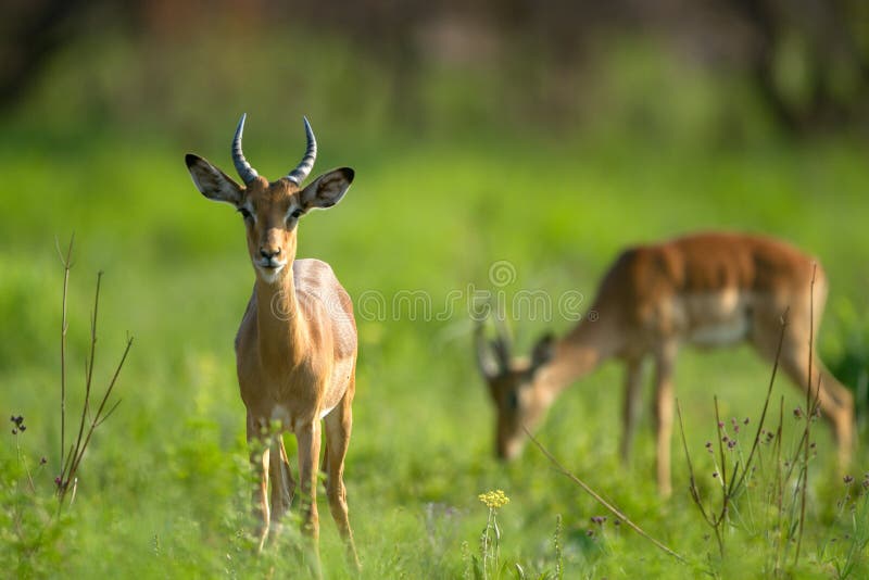 Impala