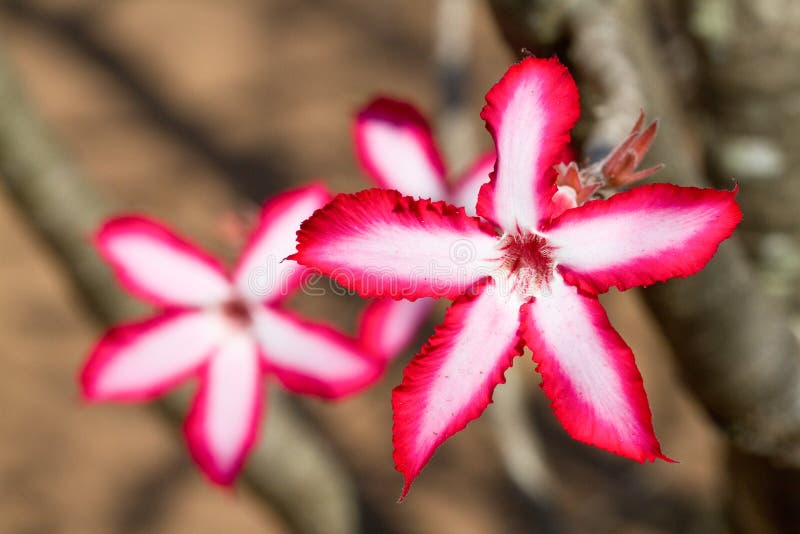 Impala lilies stock image. Image of nature, subject, lily 22166277