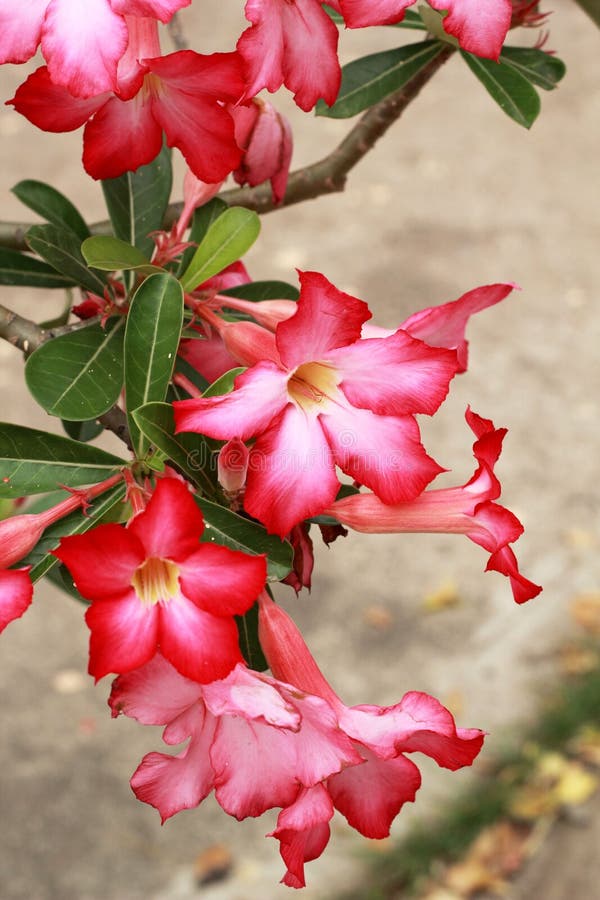 Impala Lily Adenium Pink Flowers Stock Photo Image of bright