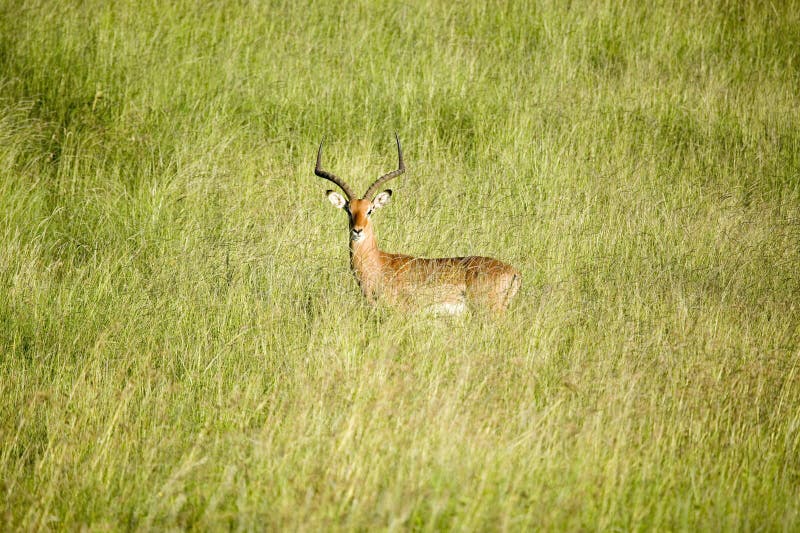 Impala no meio da grama verde da tutela dos animais selvagens de Lewa, Kenya norte, África foto de stock Impala no meio da grama verde da tutela dos animais selvagens de Lewa, Kenya norte, África foto de stock