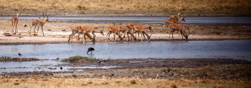 Impala - Okavango Delta, Africa stock images