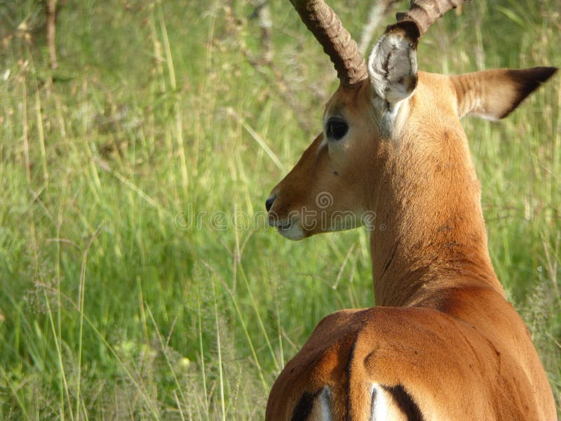 Impala royalty free stock image Impala royalty free stock image