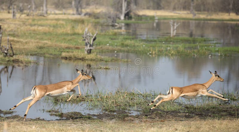 Impala running royalty free stock images