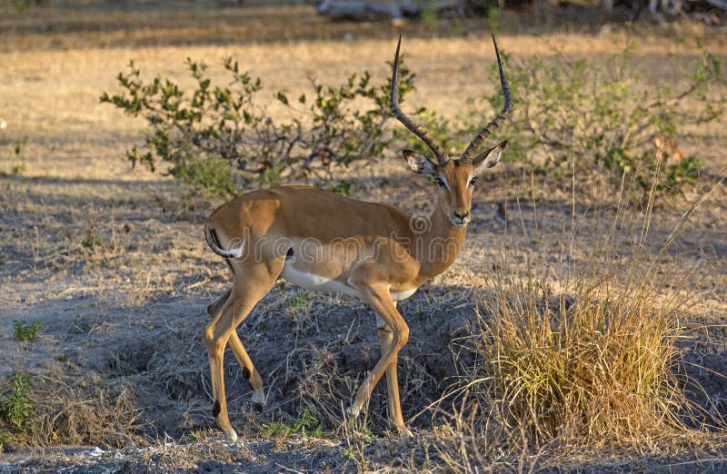 Impala, réservation de jeu de Selous, Tanzanie image libre de droits Impala, réservation de jeu de Selous, Tanzanie image libre de droits