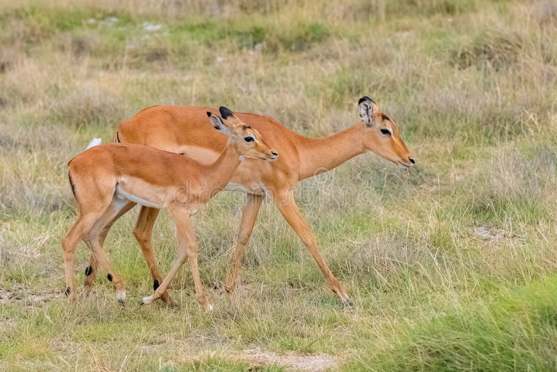 Impala's, moeder en baby royalty-vrije stock afbeelding Impala's, moeder en baby royalty-vrije stock afbeelding