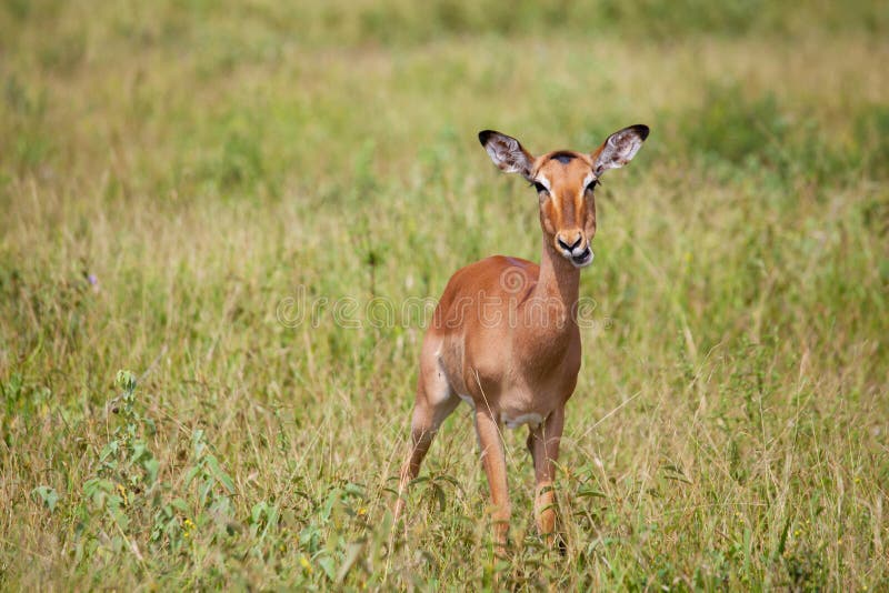 Impala in savanna stock photo