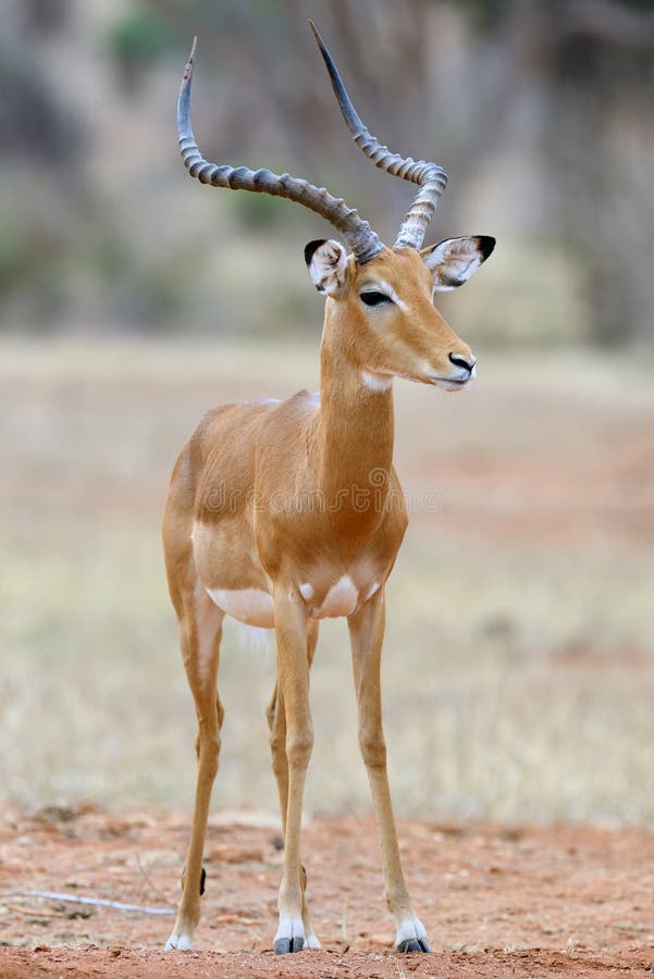 Impala royalty free stock photo