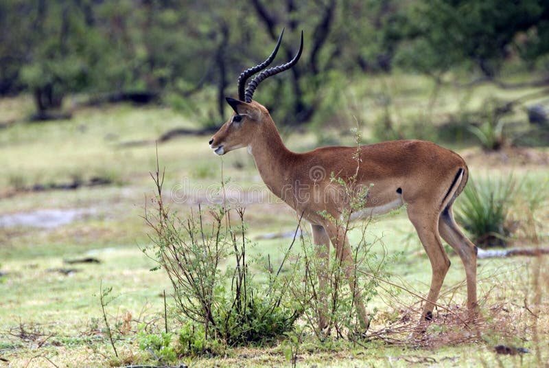 Impala, Selous Game Reserve, Tanzania stock photo Impala, Selous Game Reserve, Tanzania stock photo